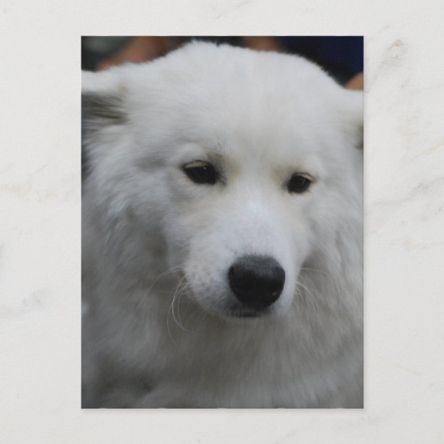 Cute Samoyed Postcard Vykort (Framsida)