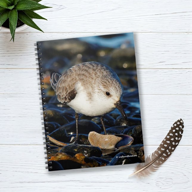 Cute Sanderling Dines på Clam i Beach Anteckningsbok (Cute Sanderling Dines on Clam Journal Cover Photo)