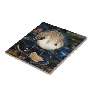 Cute Sanderling Dines på Tasty Clam Kakelplatta