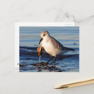 Cute Sanderling Sandpiper Dines på Clam i Beach Vykort