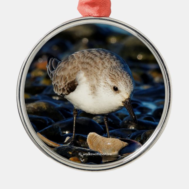 Cute Sanderling Sandpiper Enjoys Seaside Dining Julgransprydnad Metall (Framsidan)