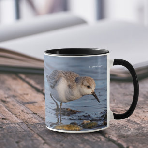 Cute Sanderling Sandpiper Forages on Shore Mugg