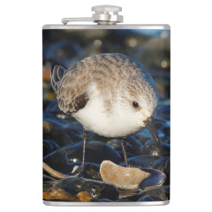 Cute Sanderling Sandpiper Shorebird Dines on Clam Fickplunta