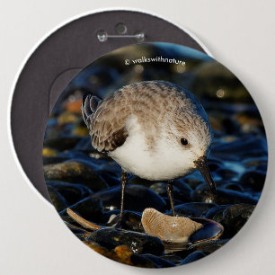 Cute Sanderling Sandpiper Shorebird Dines on Clam Knapp