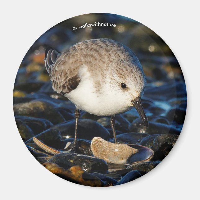 Cute Sanderling Sandpiper Shorebird Dines on Clam Magnet (Framsidan)