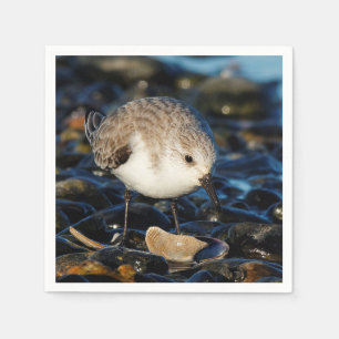 Cute Sanderling Sandpiper Shorebird Dines on Clam Pappersservett