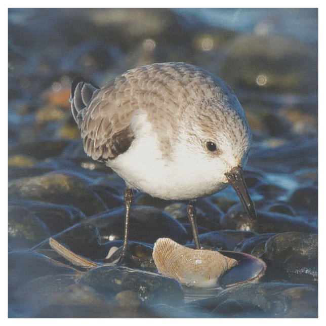 Cute Sanderling Sandpiper Shorebird Dines on Clam Tyg (Provkarta)