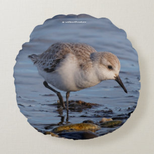 Cute Sanderling Sandpiper Shorebird vid Beach Rund Kudde