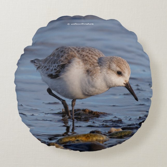 Cute Sanderling Sandpiper Shorebird vid Beach Rund Kudde (Framsidan)
