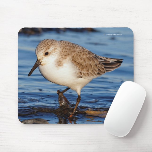 Cute Sanderling Sandpiper Shorebird Wanders Beach Musmatta (Med mus)