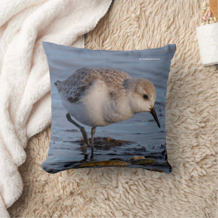 Cute Sanderling Sandpiper Stroll Winter Beach Kudde