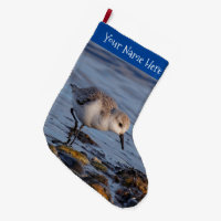 Cute Sanderling Sandpiper Stroll Wintry Shores