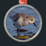 Cute Sanderling Sandpiper Strolls a Winter Beach Julgransprydnad Metall<br><div class="desc">Sanderlings är mycket små - och förvånansvärt, ganska lättillgängliga - flyttfåglar som lätt kan hittas på Vancouver-stränderna under de kallaste vintermånaderna. Den här stångade ganska lugnt vid kusten. Fotograferade på en mycket solig och upptagen vintereftermiddag i Regionalparken vid Boundary Bay. Baserat på originalfotografiet av W.H. Sim. Alla rättigheter förbehållna. Se...</div>