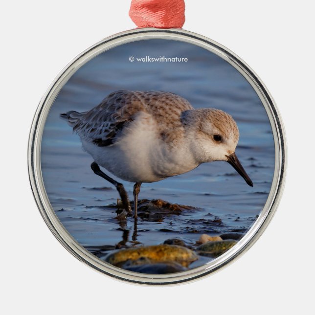 Cute Sanderling Sandpiper Strolls a Winter Beach Julgransprydnad Metall (Framsidan)