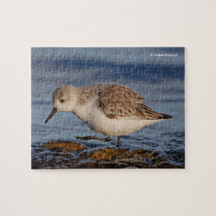 Cute Sanderling Sandpiper Strolls a Winter Beach Pussel