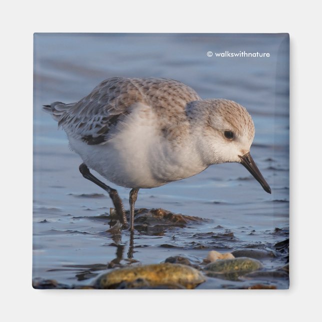Cute Sanderling Sandpiper Strolls Wintry Beach Magnet (Framsidan)