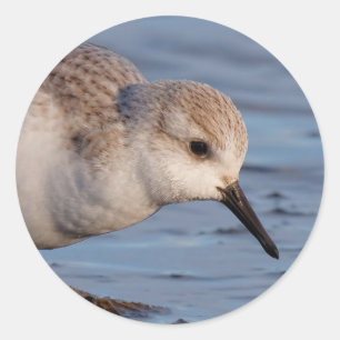 Cute Sanderling Sandpiper Strolls Wintry Beach Runt Klistermärke