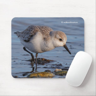 Cute Sanderling Sandpiper Strullande ett vinter-se Musmatta