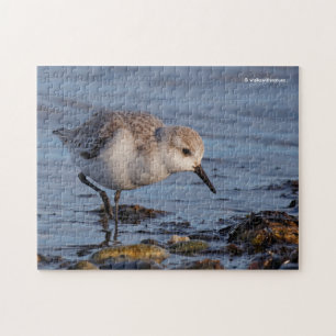 Cute Sanderling Sandpiper Strullande på Shore Pussel