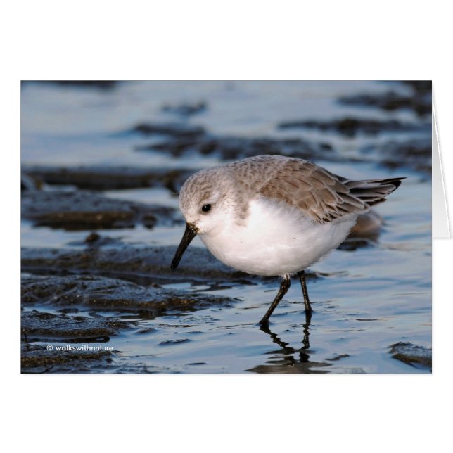 Cute Sanderling Sandpiper Wanders Winter Shores (Framsidan Horizontal)