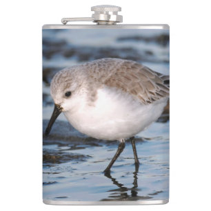 Cute Sanderling Sandpiper Wanders Winter Shores Fickplunta
