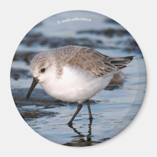 Cute Sanderling Sandpiper Wanders Winter Shores Magnet