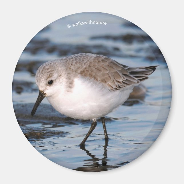 Cute Sanderling Sandpiper Wanders Winter Shores Magnet (Framsidan)