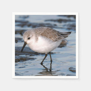 Cute Sanderling Sandpiper Wanders Winter Shores Pappersservett
