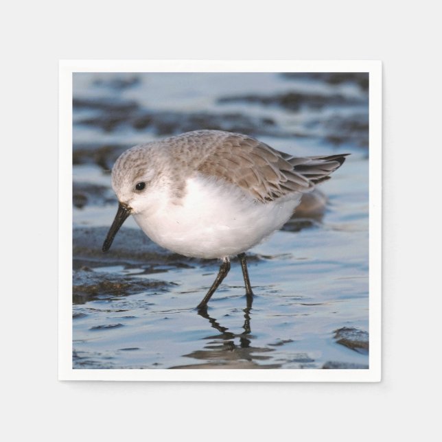 Cute Sanderling Sandpiper Wanders Winter Shores Pappersservett (Framsidan)