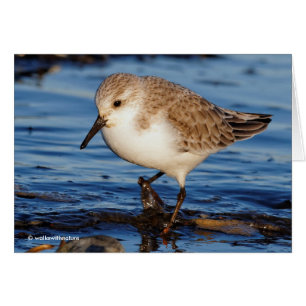 Cute Sanderling Sandpiper Wanders Wintry Shores Hälsningskort