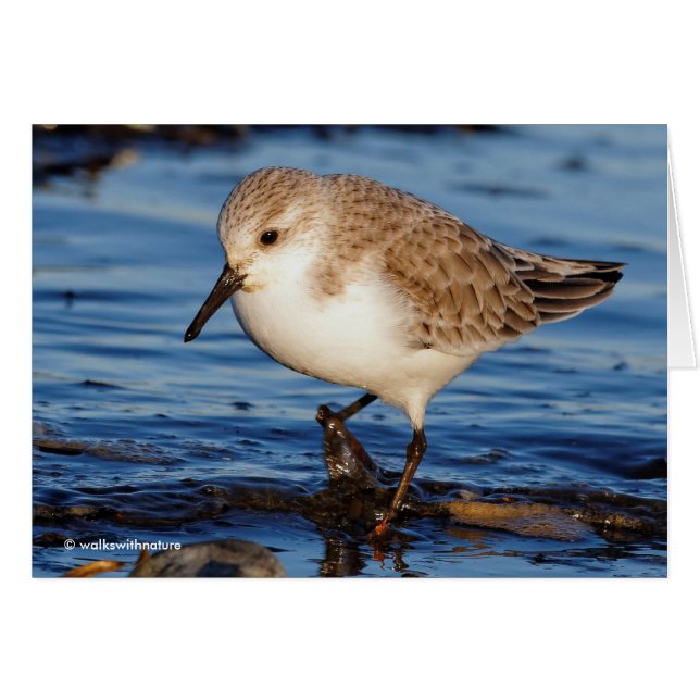 Cute Sanderling Sandpiper Wanders Wintry Shores Hälsningskort (Framsidan Horizontal)
