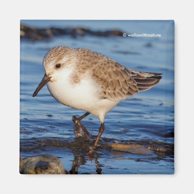 Cute Sanderling Sandpiper Wanders Wintry Shores Magnet (Framsidan)