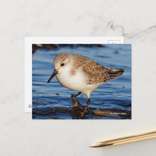 Cute Sanderling Sandpiper Wanders Wintry Shores Vykort