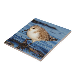 Cute Sanderling Wanders Wintry Shores Kakelplatta