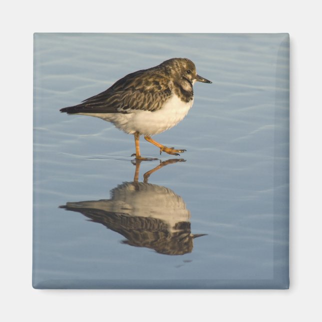 Cute Sandpiper Magnet (Framsidan)