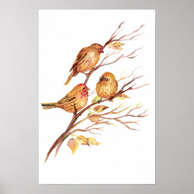 Cute Sång Sparrow, Bird, Garden, Djurnaturen Poster (Framsidan)
