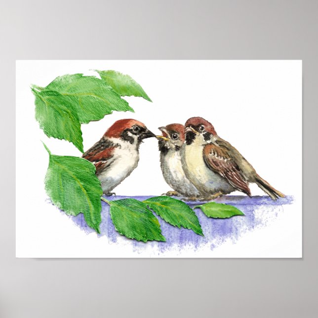 Cute Sång Sparrow, Bird, Garden, Djurnaturen Poster (Framsidan)