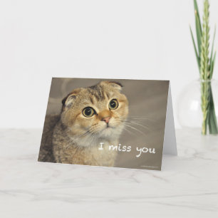 Cute scotish fold cat miss you card kort