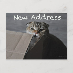 Cute Scottish fold card cat lustig flytta adress Vykort