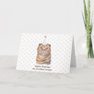 Cute Scottish Fold Kort Hair Cat med Party Hat