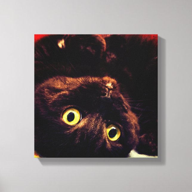 Cute Scottish Fold Munchkin Cat Canvastryck (Framsida)