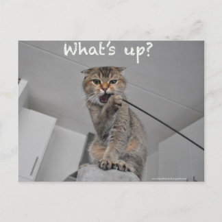 Cute Scottish fold noodles cat hej lustig card Vykort