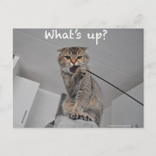 Cute Scottish fold noodles cat hej lustig card Vykort (Framsida)