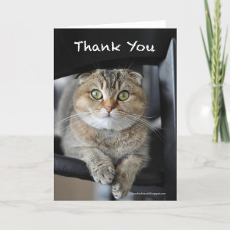 Cute Scottish fold noodles cat-tack du-kort Tack Kort