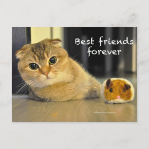 Cute Scottish fold noodles Katt best kompiskort Vykort