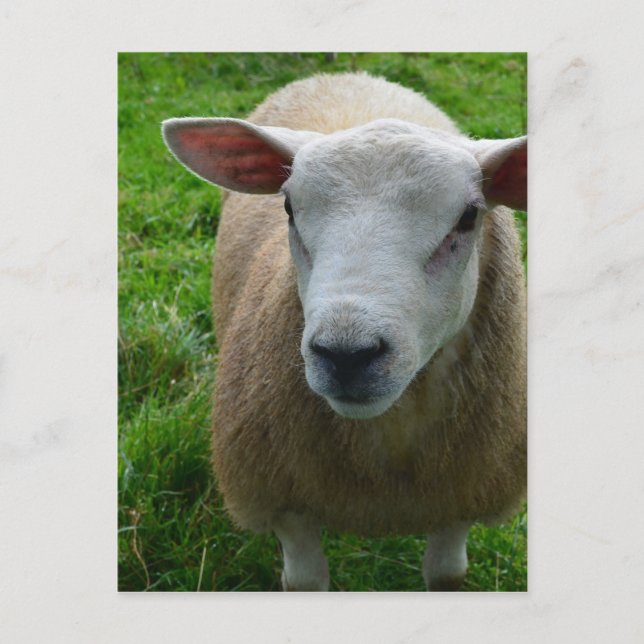 Cute Scottish Sheep Vykort (Framsida)