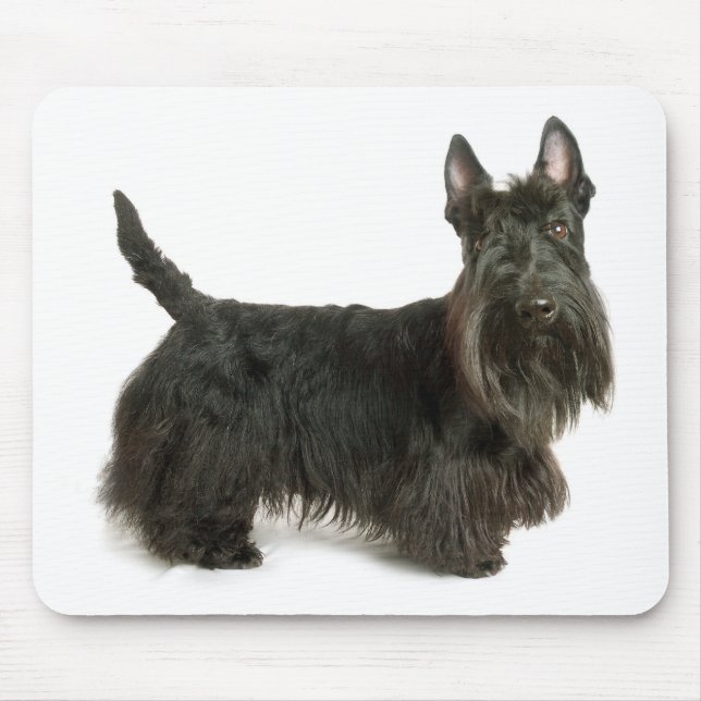 Cute Scottish Terrier Puppy Hund Mousepad Musmatta (Framsidan)