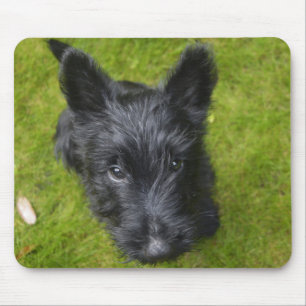 Cute Scottish Terrier Puppy Musmatta