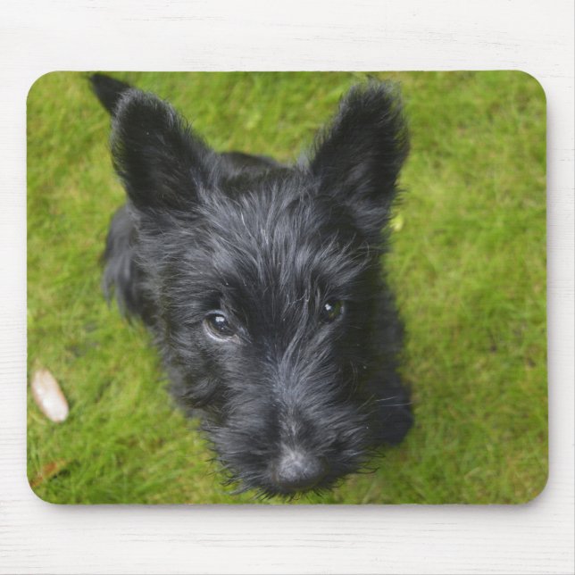 Cute Scottish Terrier Puppy Musmatta (Framsidan)
