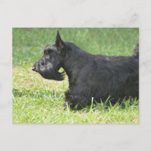 Cute Scottish Terrier Vykort